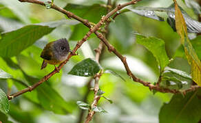 Grey-headed Canary-flycatcher