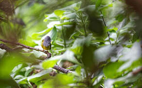 Grey-headed Canary-flycatcher