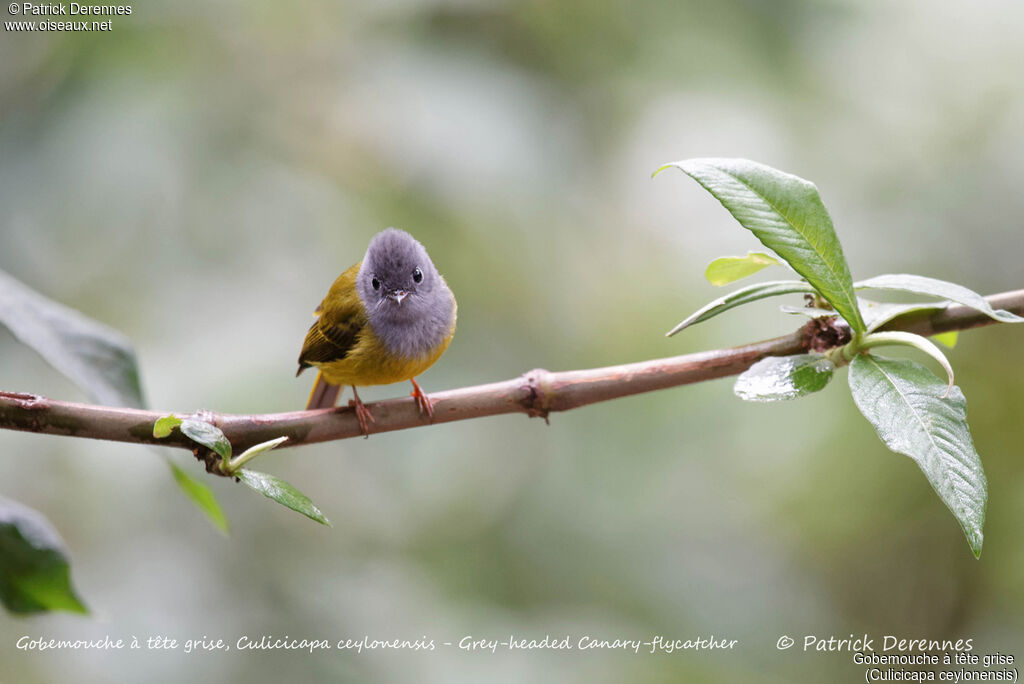 Grey-headed Canary-flycatcher, identification, habitat