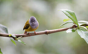 Grey-headed Canary-flycatcher