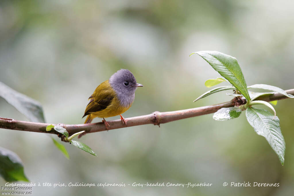 Grey-headed Canary-flycatcheradult, identification