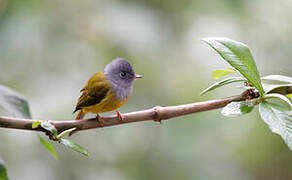 Grey-headed Canary-flycatcher