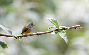 Grey-headed Canary-flycatcher