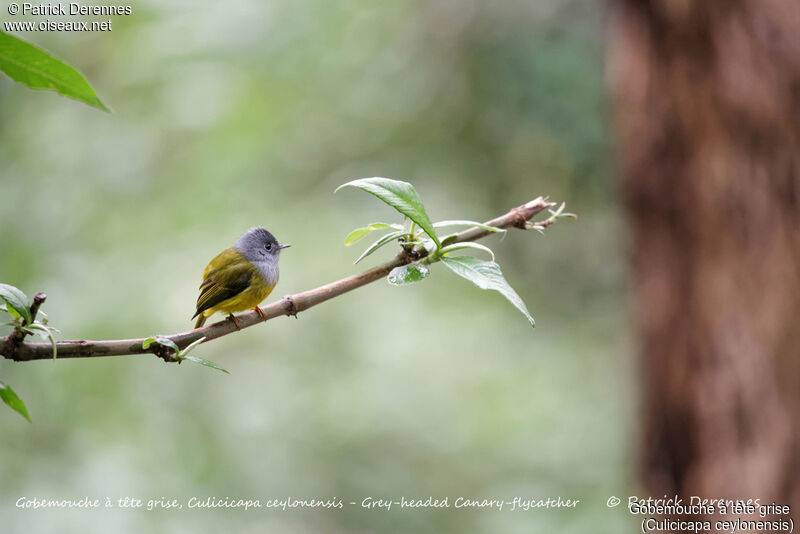 Grey-headed Canary-flycatcher, identification, habitat