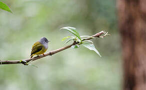 Grey-headed Canary-flycatcher