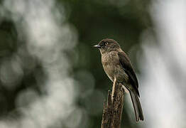 Abyssinian Slaty Flycatcher