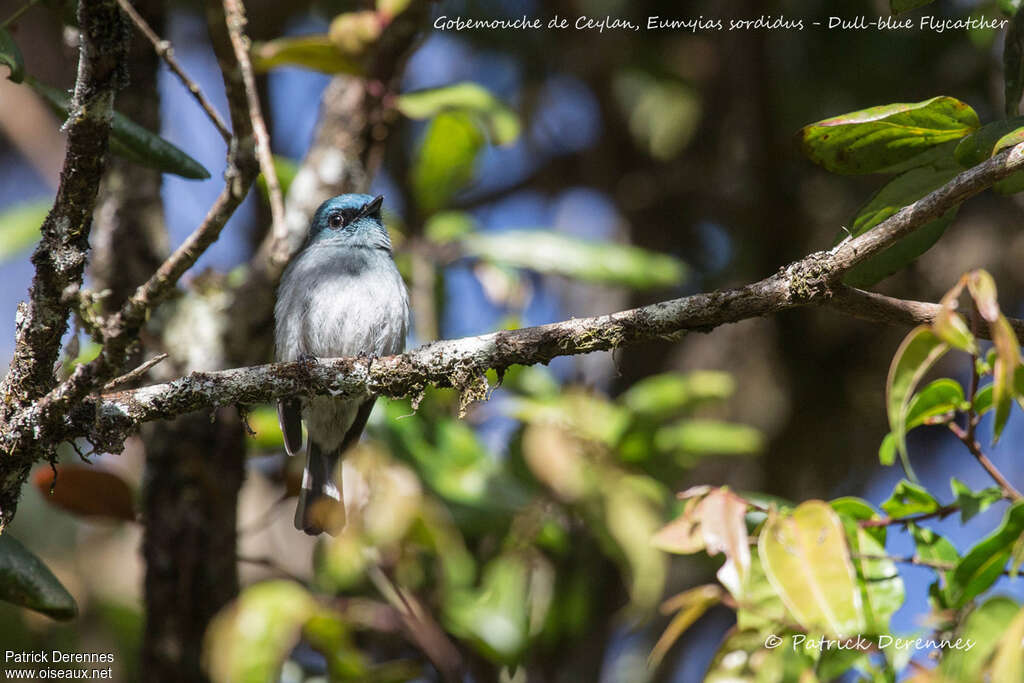 Dull-blue Flycatcheradult, habitat