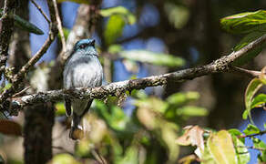 Dull-blue Flycatcher