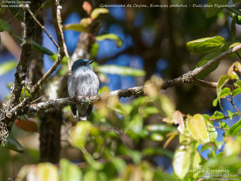 Dull-blue Flycatcher, identification, habitat