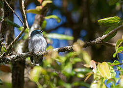 Dull-blue Flycatcher