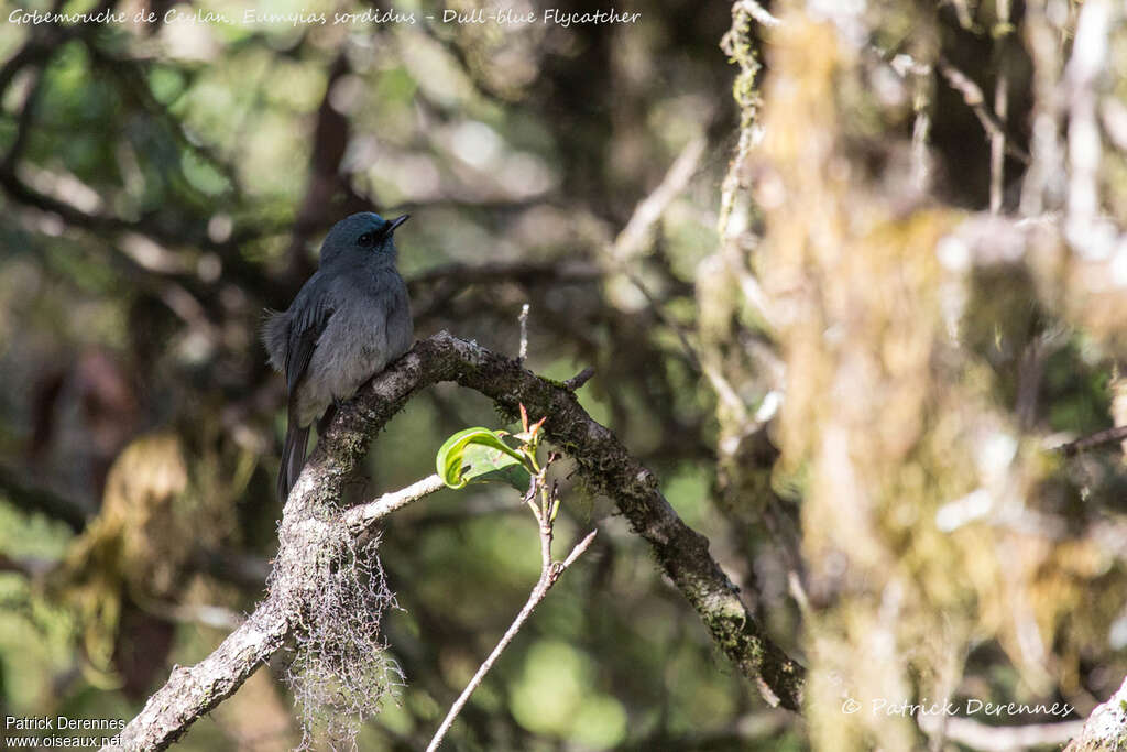 Dull-blue Flycatcheradult, identification