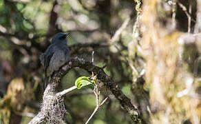 Dull-blue Flycatcher