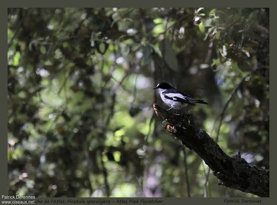 Gobemouche de l'Atlas mâle adulte nuptial, identification