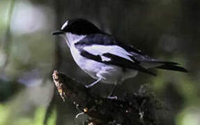 Atlas Pied Flycatcher