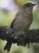 Atlas Pied Flycatcher