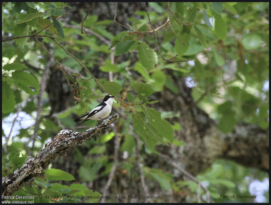 Atlas Pied Flycatcher male adult breeding, habitat, pigmentation, Behaviour