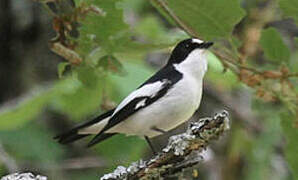 Atlas Pied Flycatcher