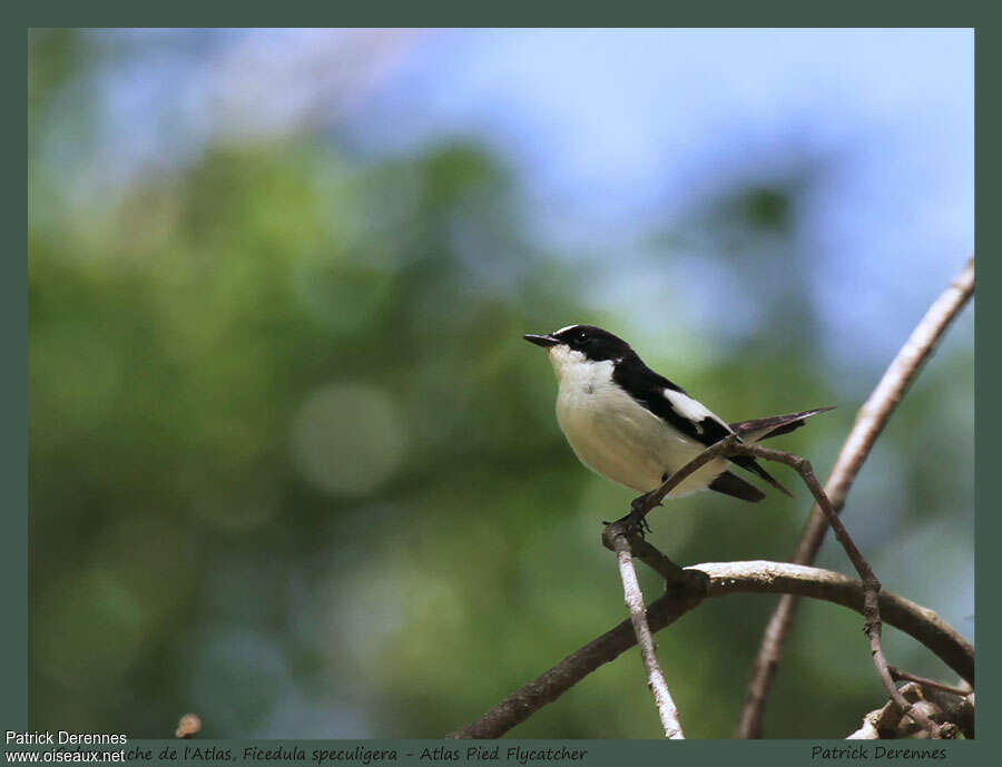 Atlas Pied Flycatcher male adult, pigmentation, Behaviour