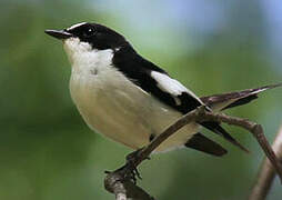 Atlas Pied Flycatcher