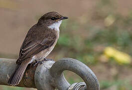 Swamp Flycatcher