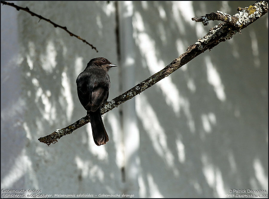 Northern Black Flycatcheradult, identification