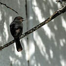 Gobemouche drongo