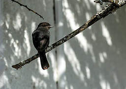 Northern Black Flycatcher