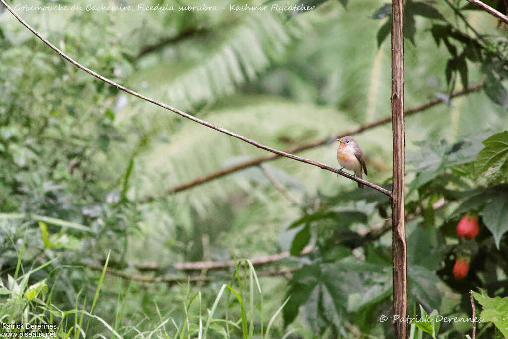 Kashmir Flycatcher, identification