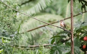 Kashmir Flycatcher