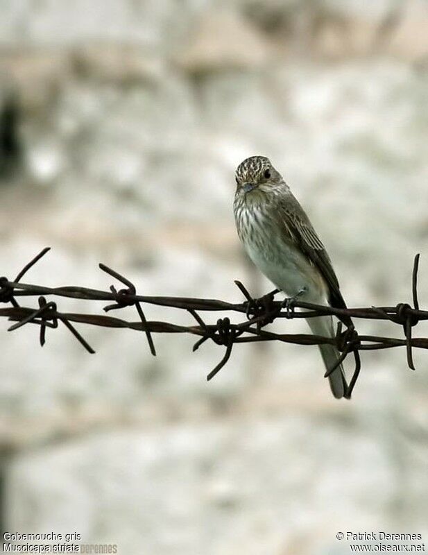 Spotted Flycatcher