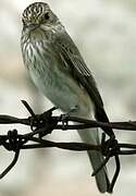 Spotted Flycatcher