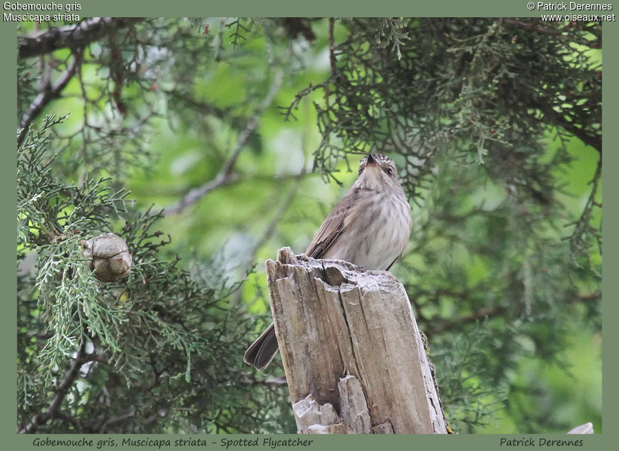 Spotted Flycatcher, identification