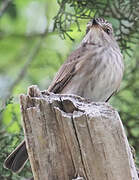 Spotted Flycatcher