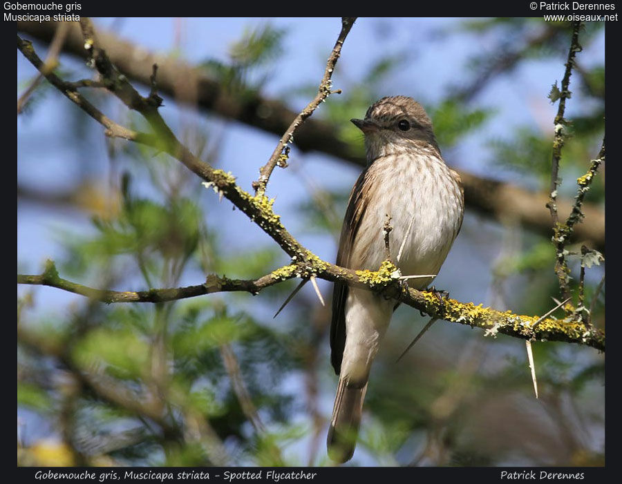 Spotted Flycatcher, identification