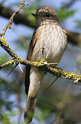 Spotted Flycatcher