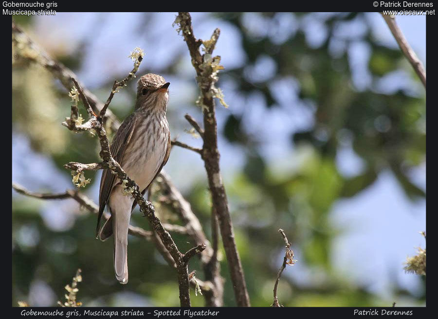 Spotted Flycatcher, identification