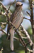 Spotted Flycatcher