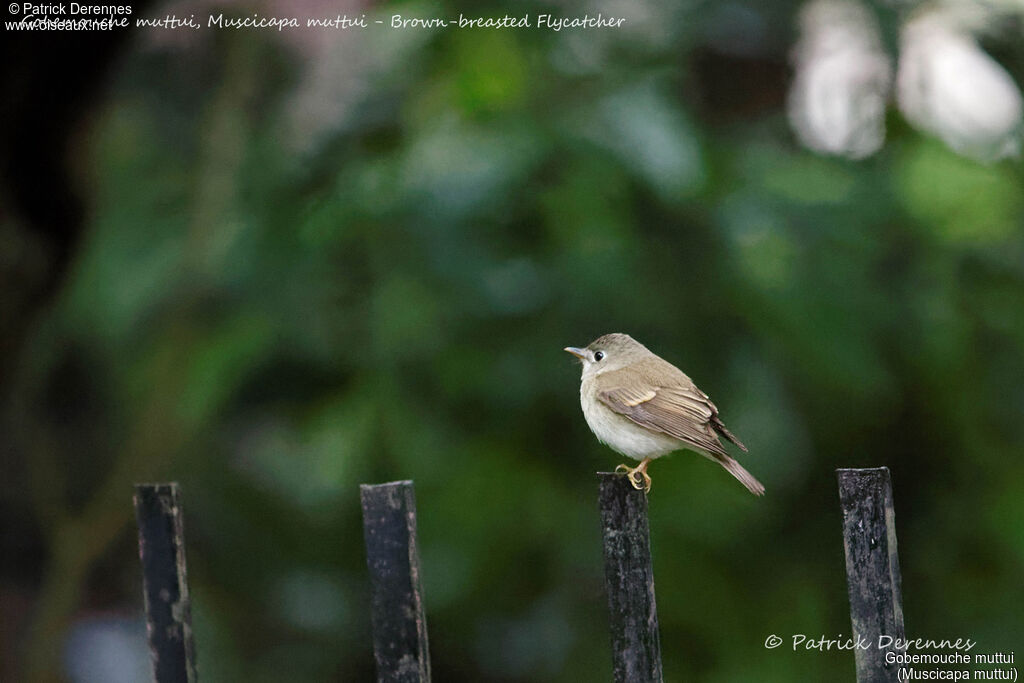 Brown-breasted Flycatcher, identification