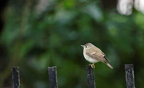 Brown-breasted Flycatcher