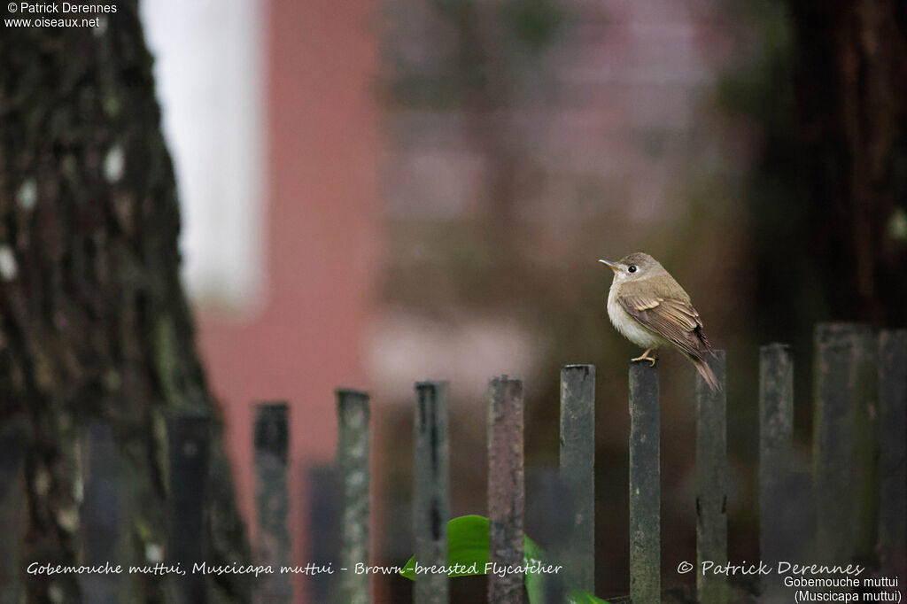 Brown-breasted Flycatcher, identification