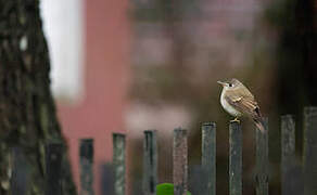 Brown-breasted Flycatcher