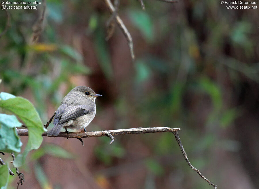 African Dusky Flycatcher