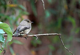 African Dusky Flycatcher