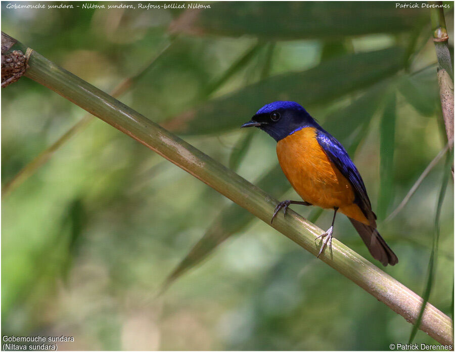 Rufous-bellied Niltava