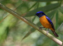 Rufous-bellied Niltava