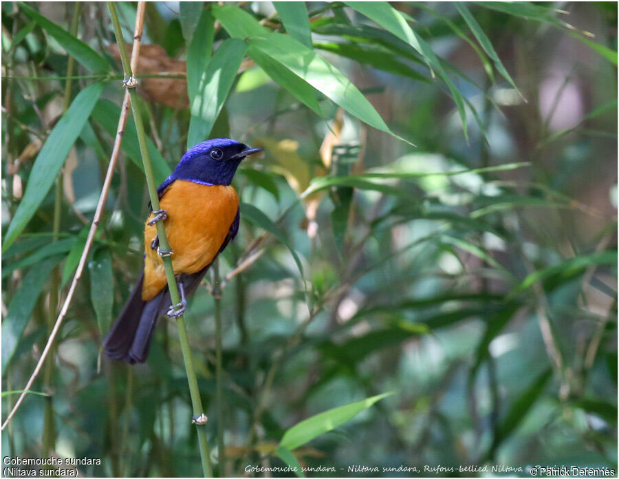 Rufous-bellied Niltava