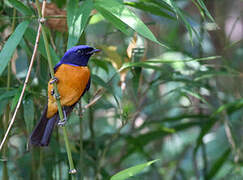 Rufous-bellied Niltava