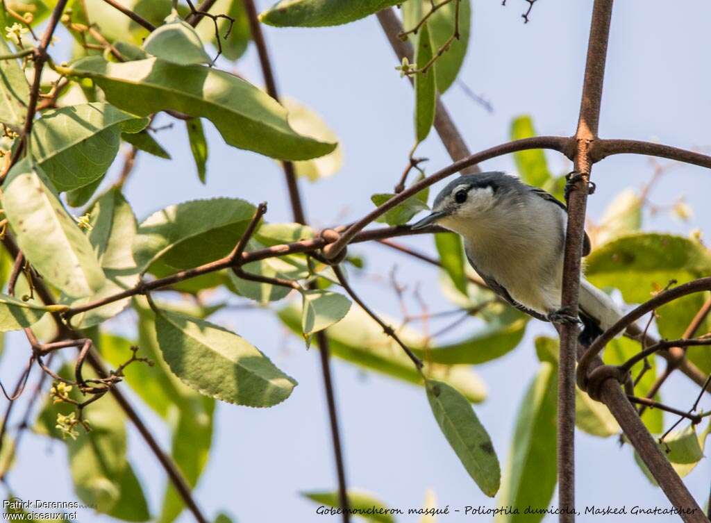 Masked Gnatcatcher female adult, close-up portrait