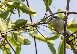 Masked Gnatcatcher