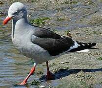 Dolphin Gull